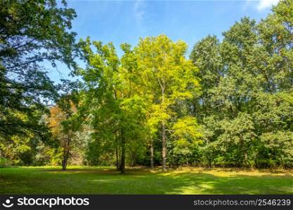 Ukrainian national park in Uman. Sunny summer day in a forest clearing among deciduous trees and bushes. Sunny Summer Park in Ukraine