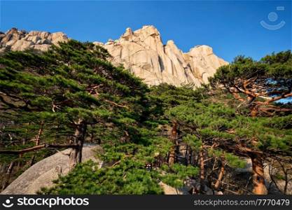 Ulsanbawi rock and pine trees in Seoraksan National Park, South Korea. Ulsanbawi rock in Seoraksan National Park, South Korea