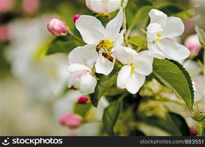 Ultra Close Up Macro Honey Bees Pollenating Apple Tree Blossoms Blurred Background Open Space