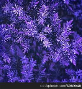 Ultra Violet background made of green branches and needles of juniper closeup with space for copy. Color of the year 2018, toned, selective focus.. Ultra Violet Spruce Branches Closeup