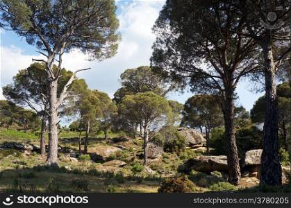 Umbrella pine tree forest in rural Turkey