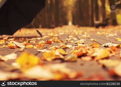 umbrella with an autumn leaf in the alley in the park