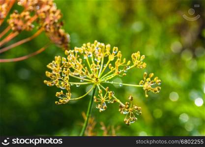 umbrellas of seeds fragrant dill (fennel) with dew drop on garden bed