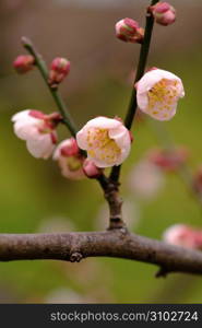 Ume