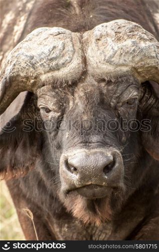 Un up close portrait of a buffalo in Nakuru National Park in Kenya.