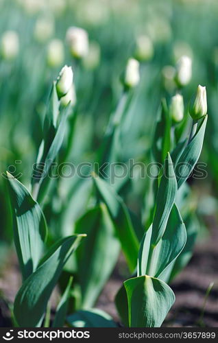 Unblown buds of white tulips close-up