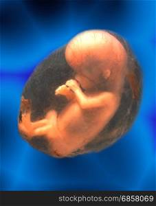 Unborn Human Fetus