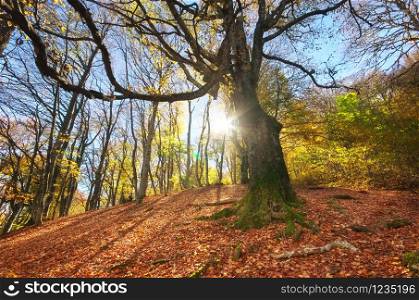 Under big autumn tree in forest. Nature composition.