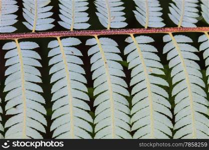 under Fern leaf texture, Natural abstraction in forest