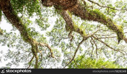 Under spiraling branches of lush green leaves. Nature background