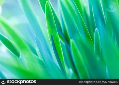 Under the bright sun. Abstract natural backgrounds. Green grass soft focus macro photo. Shallow DOF.