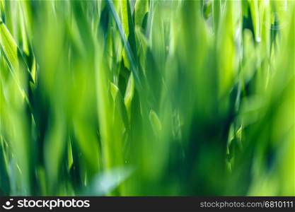 Under the bright sun. Abstract natural backgrounds. Green grass soft focus macro photo. Shallow DOF.