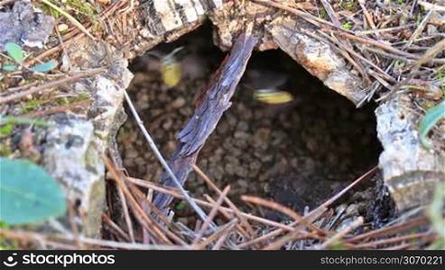 Underground wasp nest