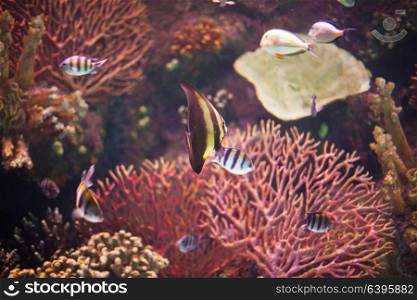 Undersea world coral reef with exotic fishes. Tropical sea fish in aquarium