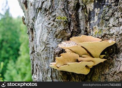 Underside of parasitic brown fungus growing out of tree bark.
