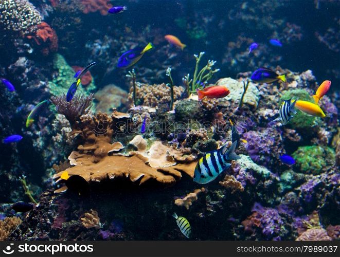 underwater background. Underwater photo