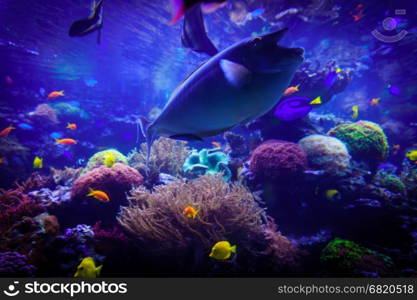 underwater background. Underwater scene. Underwater world. Underwater life landscape