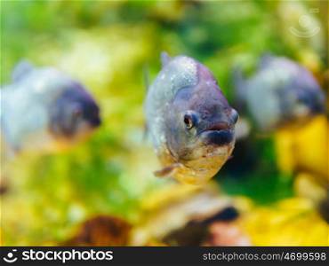 Underwater Closeup Of Piranha Fish