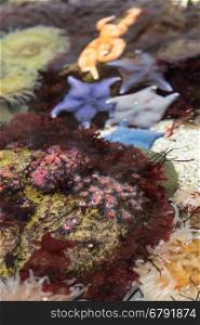 underwater colored anemone in aquarium with coral reef decoration