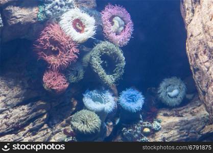 underwater colored anemone in aquarium with coral reef decoration