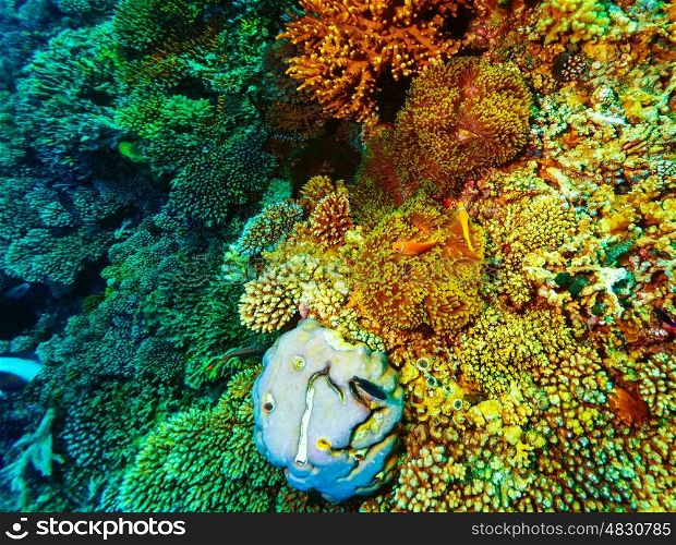 Underwater coral background, beautiful colorful coral garden, wonderful marine life, beauty of wild nature concept