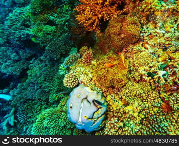 Underwater coral background, beautiful colorful coral garden, wonderful marine life, beauty of wild nature concept