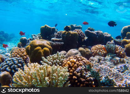 Underwater coral reef and fish in Indian Ocean, Maldives. Tropical clear turquoise water. Underwater coral reef and fish in Indian Ocean, Maldives.