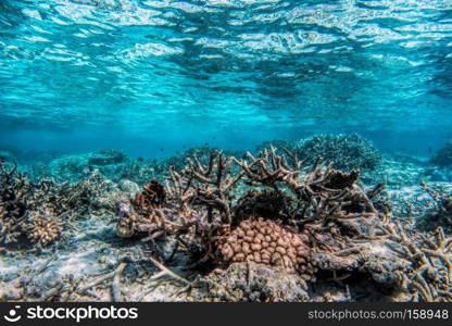 Underwater coral reef and fish in Indian Ocean, Maldives. Tropical clear turquoise water. Underwater coral reef and fish in Indian Ocean, Maldives.