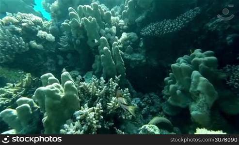 Underwater coral reef landscape with colorful fish