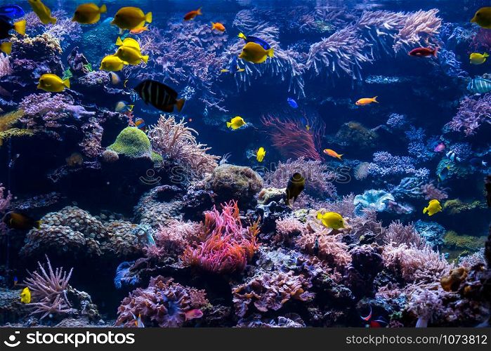 underwater coral reef landscape with colorful fish and marine life
