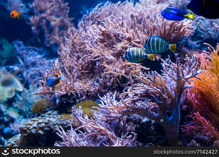 underwater coral reef landscape with colorful fish and marine life