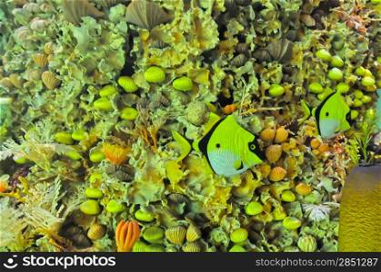 underwater coral reef sea life full of living creatures