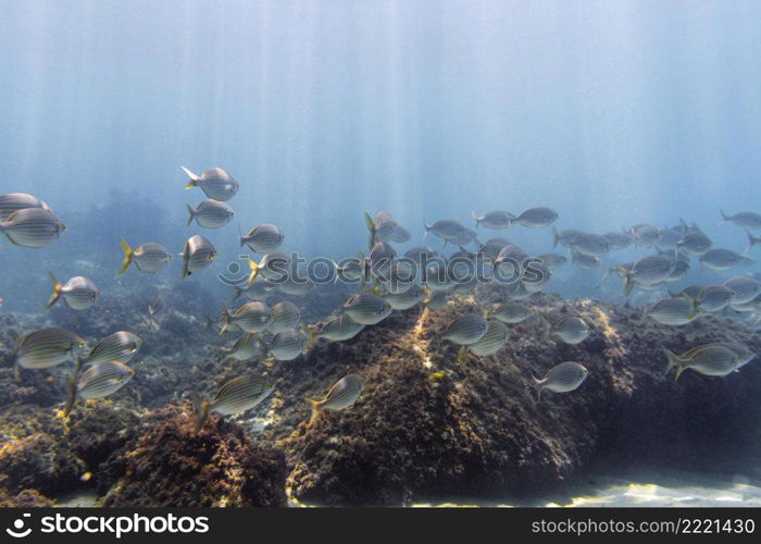 underwater environment with fish