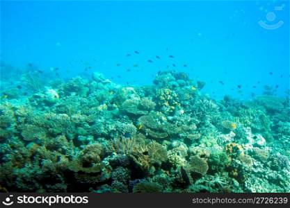 underwater - fish among corals in Red Sea