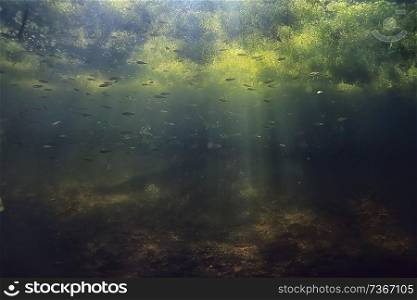 underwater freshwater green landscape / underwater landscape of the lake ecosystem, algae, green water, fresh water