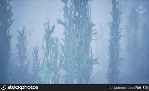 underwater grass forest of seaweed