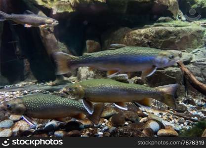 Underwater image of sea trout. Brook trout