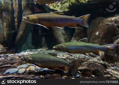 Underwater image of sea trout. Brook trout