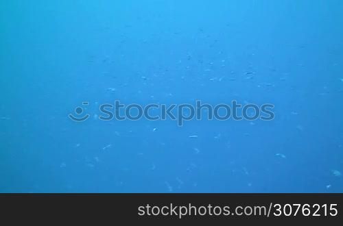 Underwater landscape in Grand Cayman