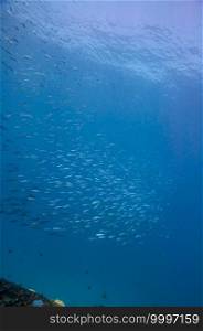 Underwater landscape with school of fuciliers fish in the ocean