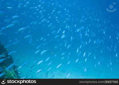 Underwater landscape with school of fuciliers fish in the ocean