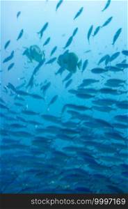 Underwater landscape with school of fuciliers fish in the ocean