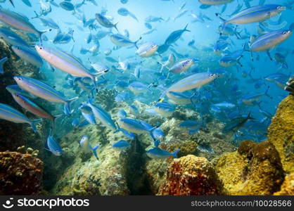 Underwater landscape with school of fuciliers fish over the coral reef