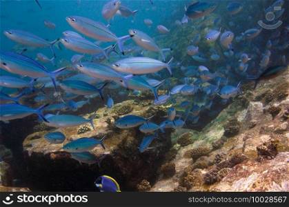 Underwater landscape with school of fuciliers fish over the coral reef