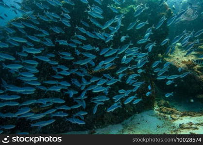 Underwater landscape with school of fuciliers fish over the coral reef