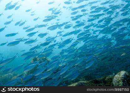 Underwater landscape with school of fuciliers fish over the coral reef