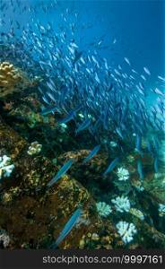 Underwater landscape with school of fuciliers fish over the coral reef