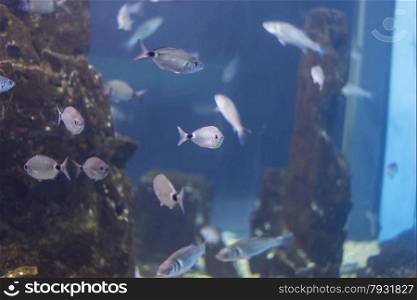 underwater life where the fish of the sea are observed