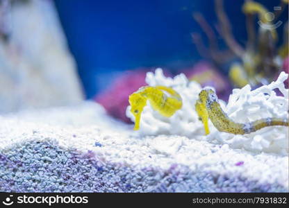 underwater life where the fish of the sea are observed