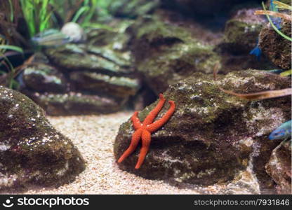 underwater life where the fish of the sea are observed